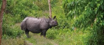 Wildlife & Jungle Safari